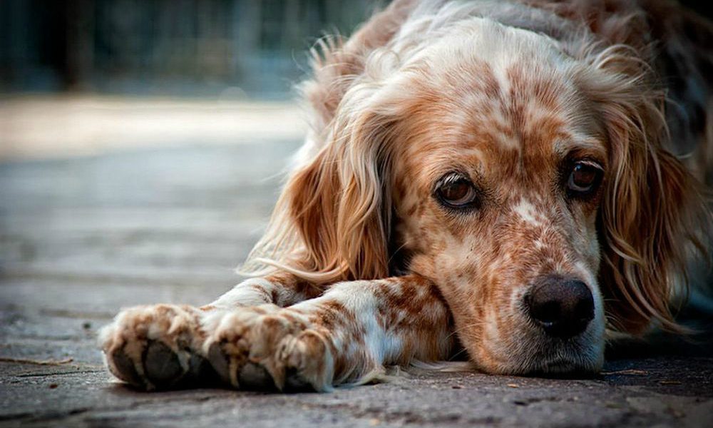 8 dicembre: Giornata contro la violenza sugli animali