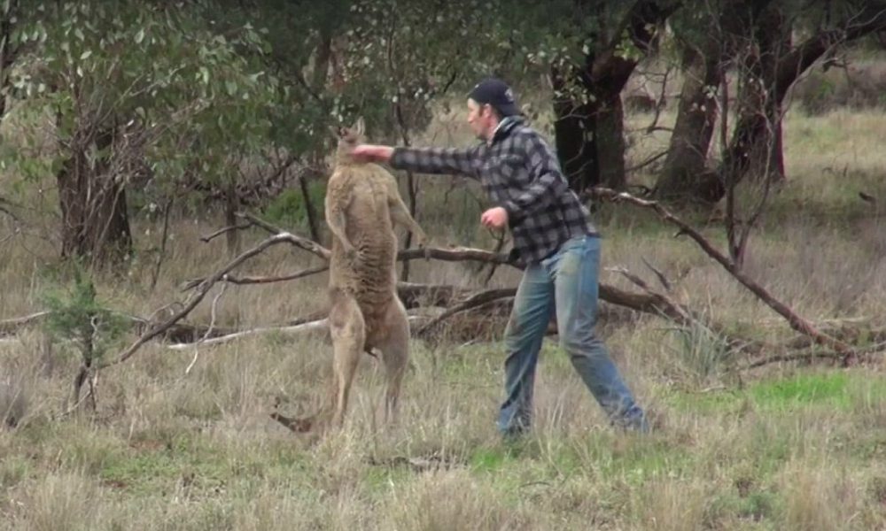 Scontro tra un canguro e un uomo per difendere un cane [VIDEO]