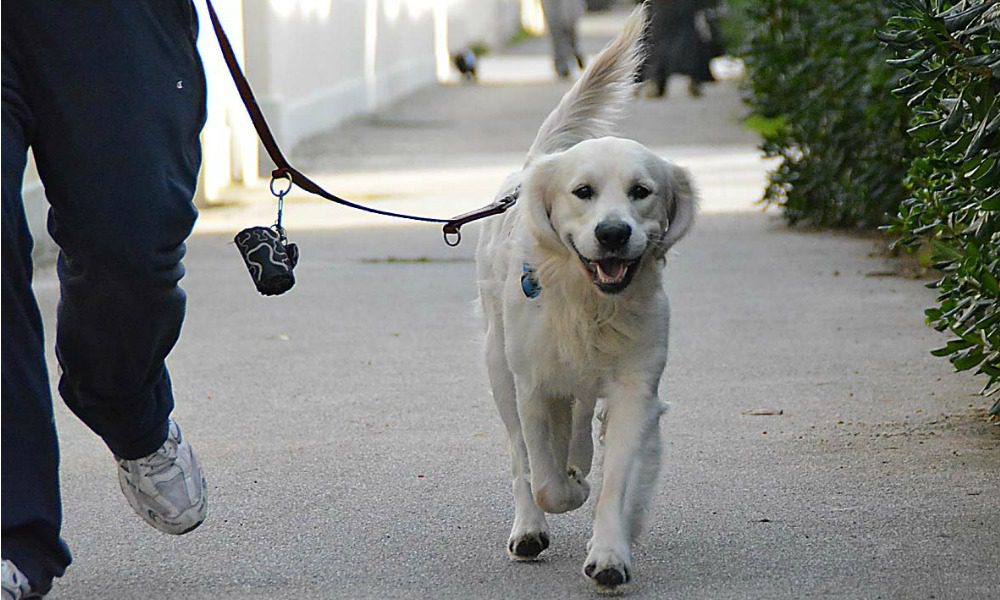 Test del DNA per incastrare chi non raccoglie i bisogni del proprio cane