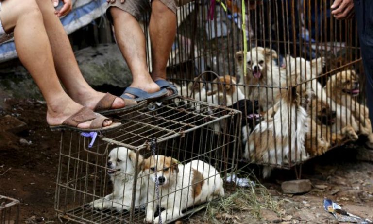 Stop alla macellazione dei cani: la svolta della Corea del Sud