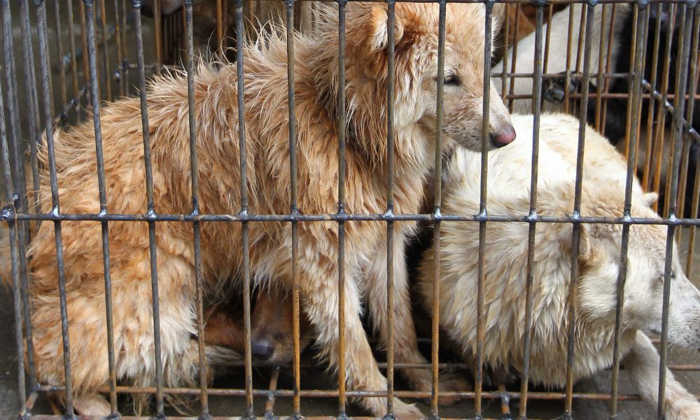 Stop alla macellazione dei cani: la svolta della Corea del Sud