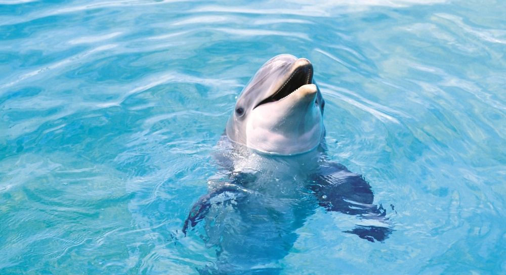 Difendiamo i delfini dagli air gun: la petizione lanciata da Marevivo