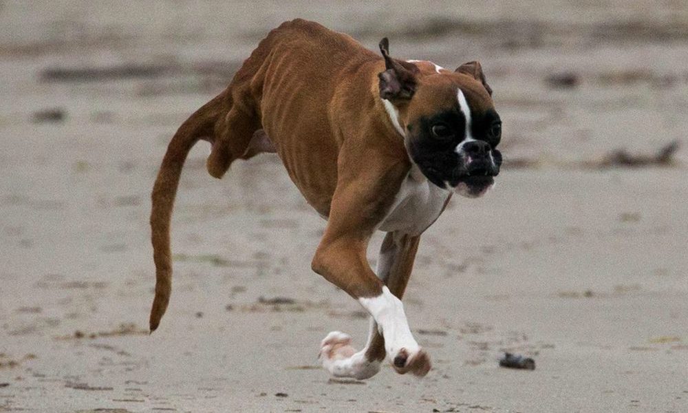 Cane con le zampe amputate riesce a correre e saltare [VIDEO]