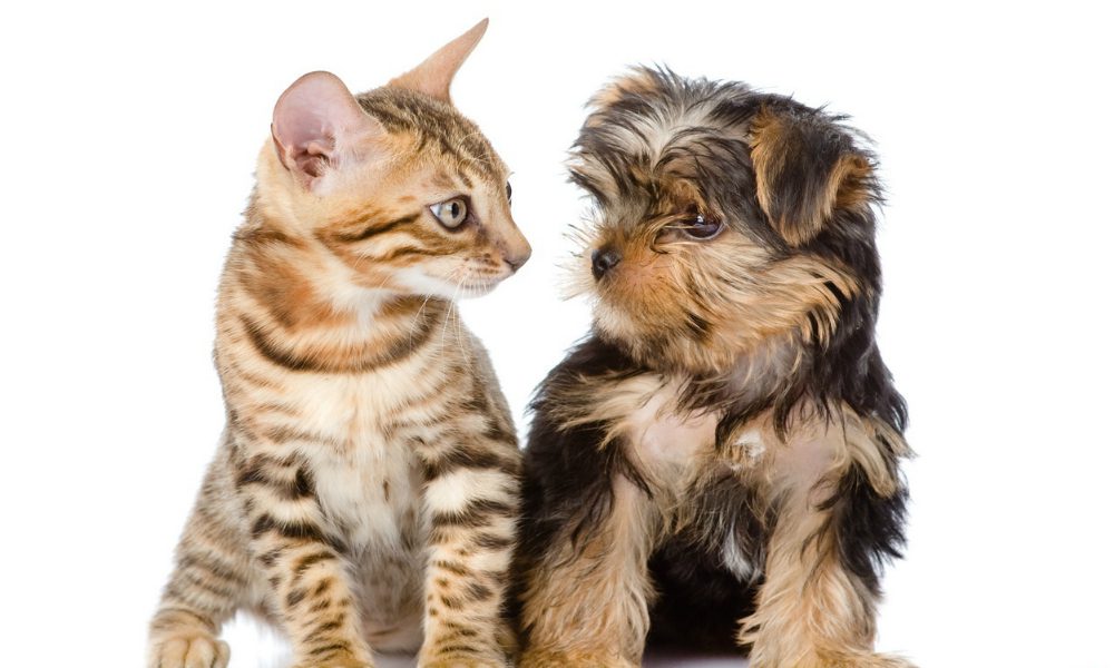 Cani e gatti: consigli utili per una corretta convivenza