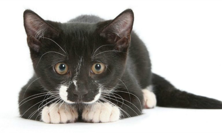 Gatti e avvelenamento: nozioni di primo soccorso