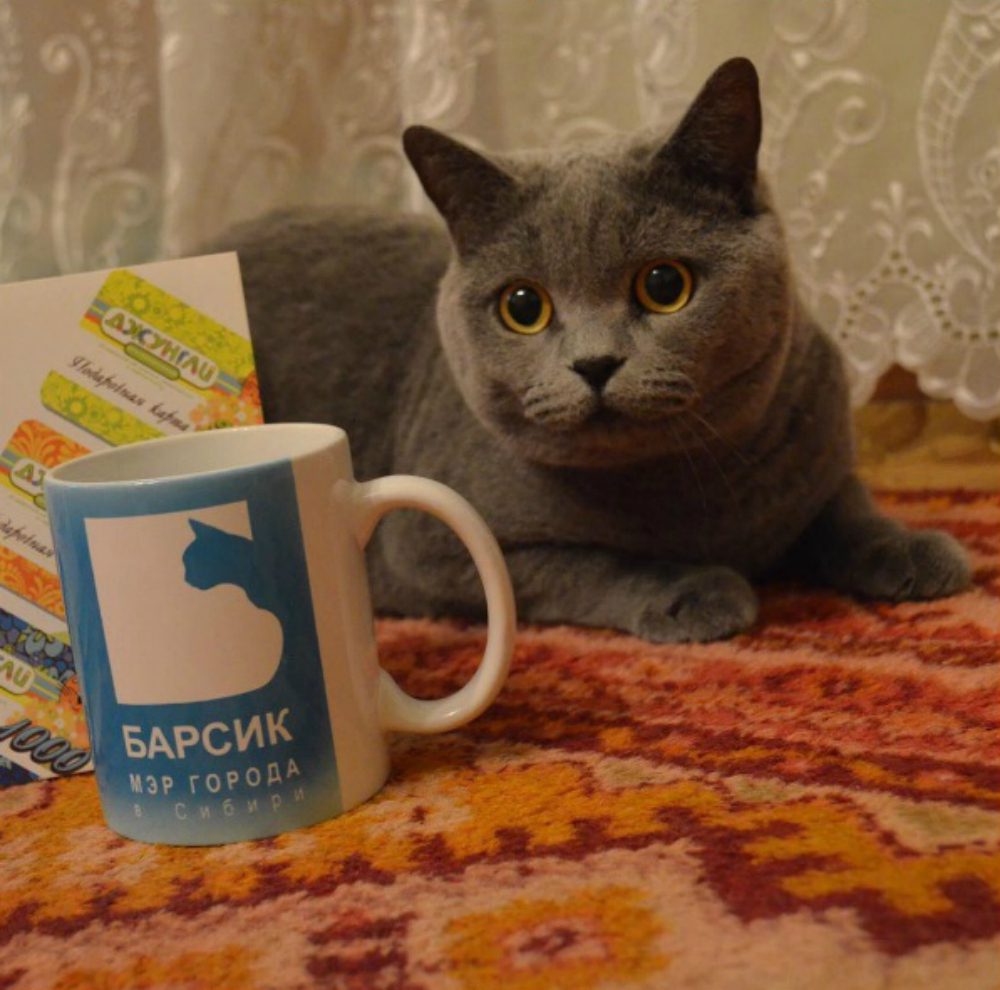 Barsik: il gatto candidato come Presidente della Russia