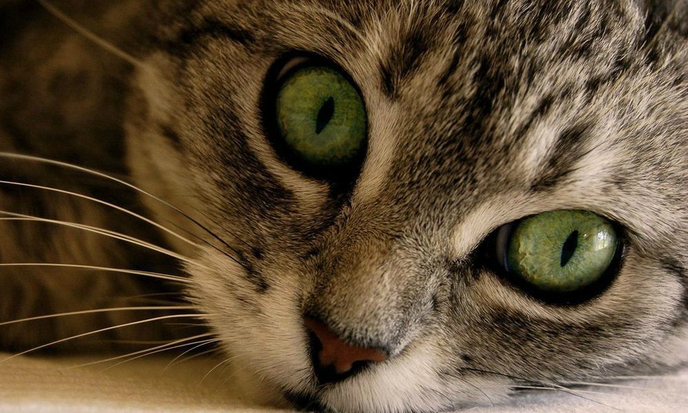 Anche il gatto può trasmettere l’influenza aviaria?