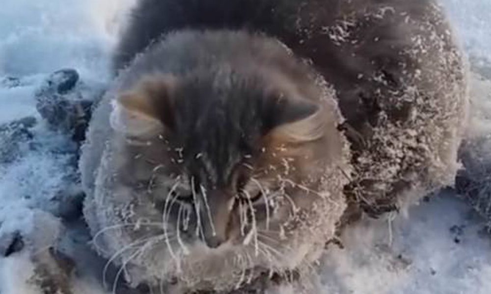 Il gatto ha le zampe nel ghiaccio: cercava un riparo, ma è rimasto intrappolato [VIDEO]