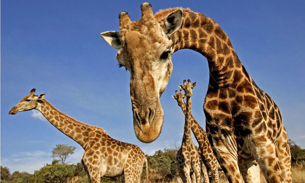 Le giraffe: una specie in via d'estinzione?