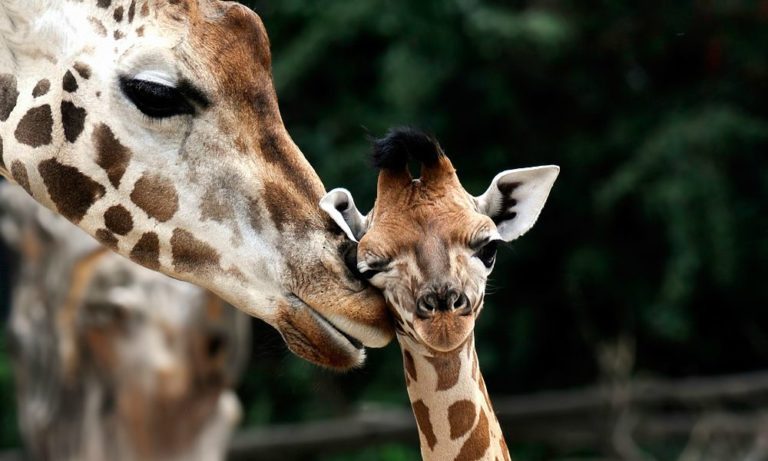 Le giraffe: una specie in via d’estinzione?