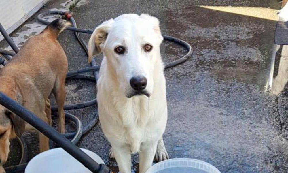 Cane abbandonato a pochi giorni da Natale: un video incastra i responsabili