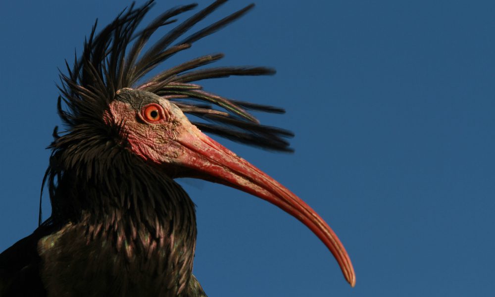 Scoppia la rivolta contro i bracconieri: abbattuto Ibis eremita, a rischio di estinzione