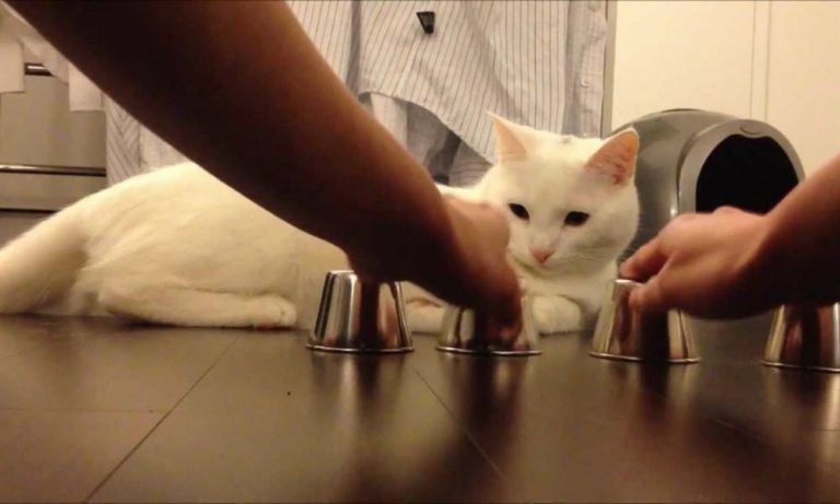 Kido: il gatto più intelligente del web [VIDEO]