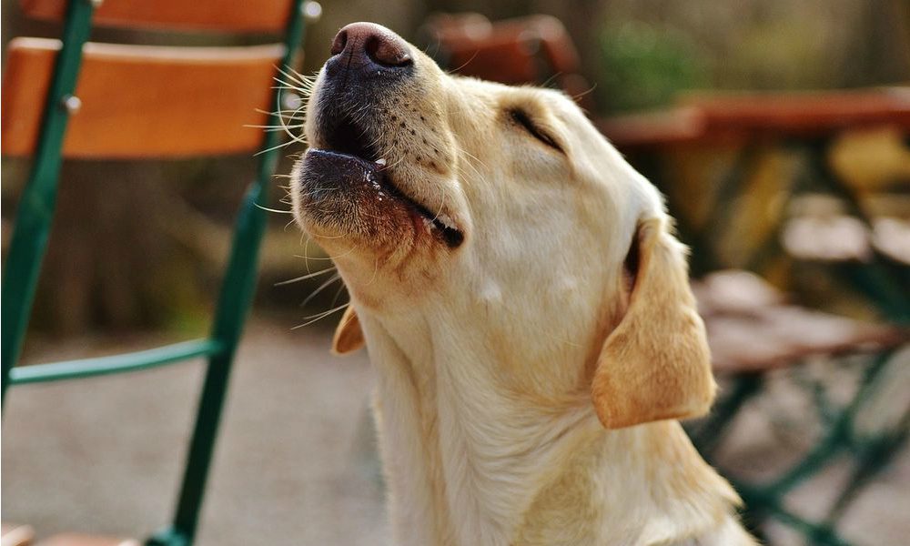 Il cane disturba la quiete pubblica? Da oggi potrà essere sequestrato, lo afferma una sentenza della Corte di Cassazione