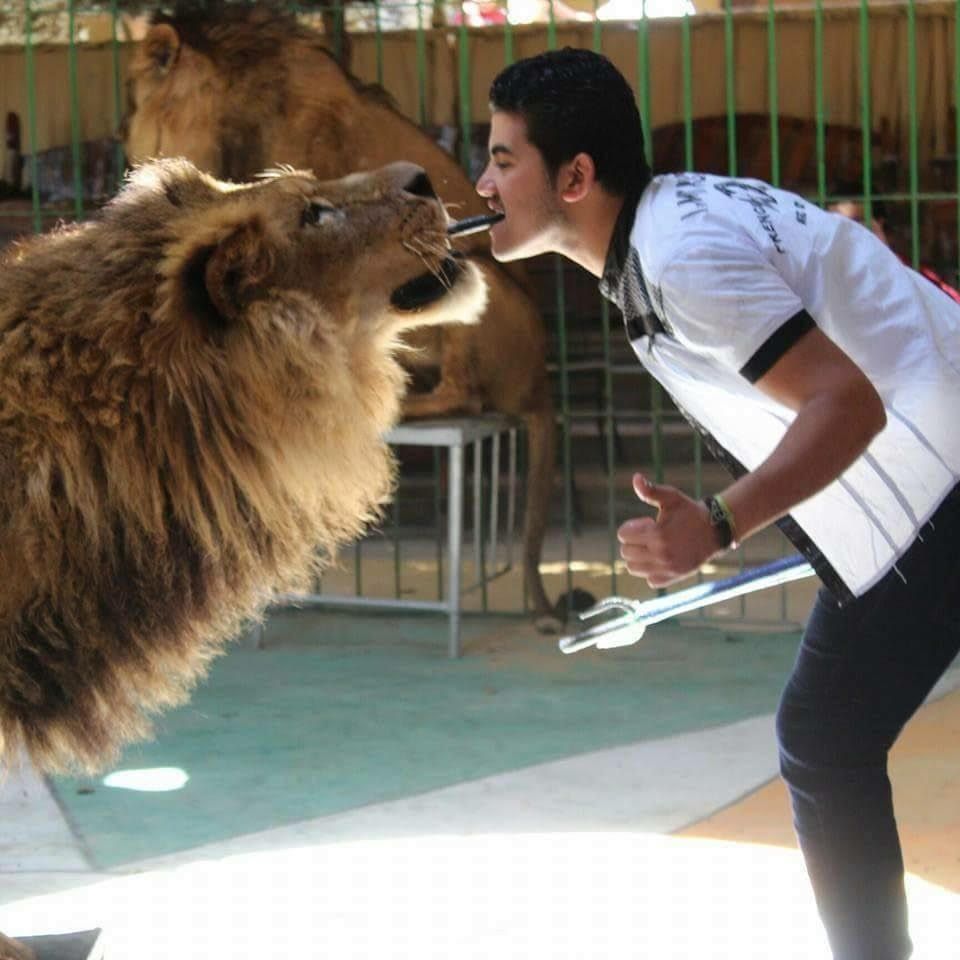 Shock in Egitto: leone sbrana il domatore durante uno spettacolo dal vivo [VIDEO]