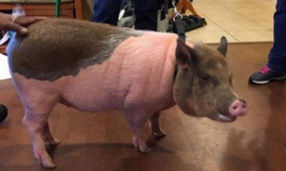 Due maiali "assunti" in aeroporto: il motivo vi sorprenderà [FOTO]