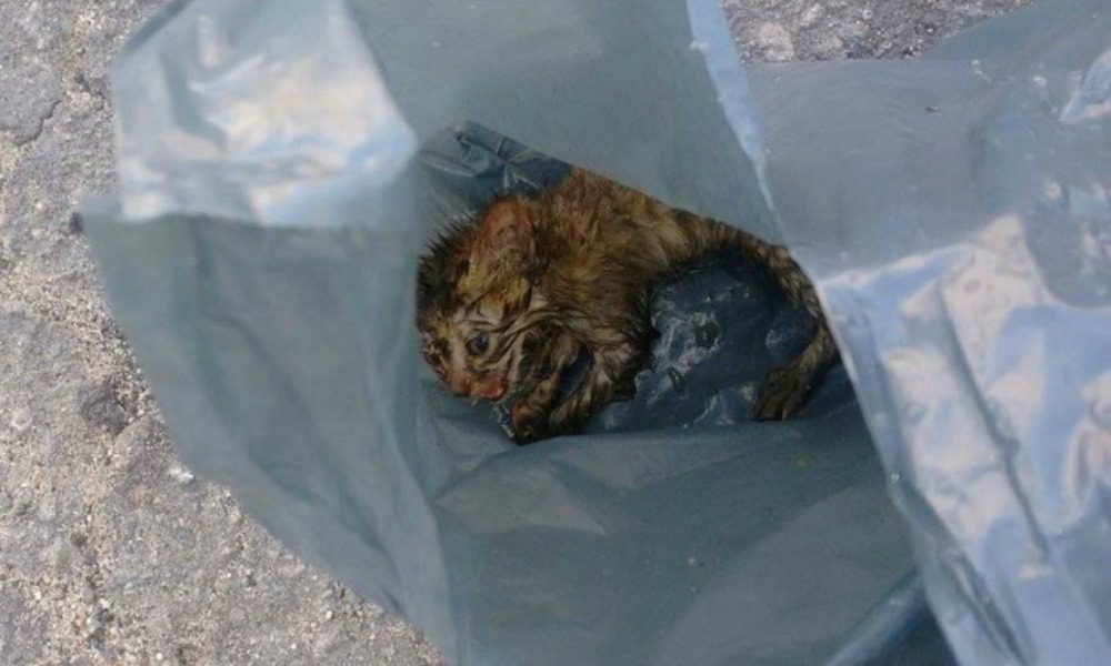 Gattino chiuso in una busta di plastica e gettato in un fiume: lo salva un cane