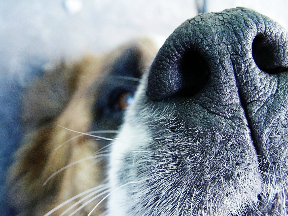 L’incredibile naso di cane in 3D che individua bombe e tumori [VIDEO]