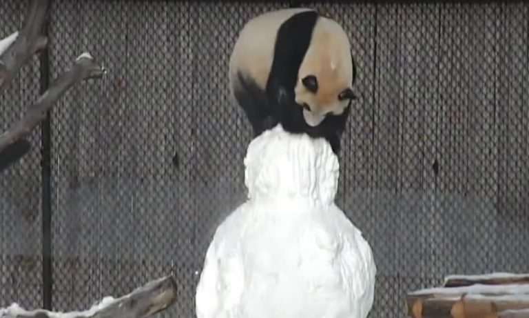 Panda si diverte con un pupazzo di neve [VIDEO]