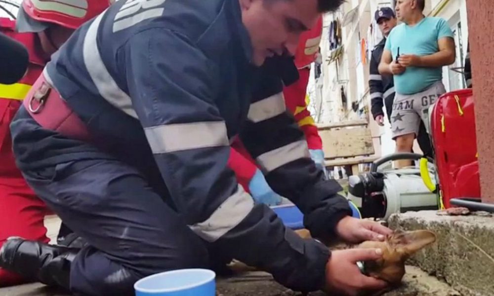 Salvataggio estremo: cane miracolosamente rianimato torna respirare dopo aver perso ogni speranza [VIDEO]