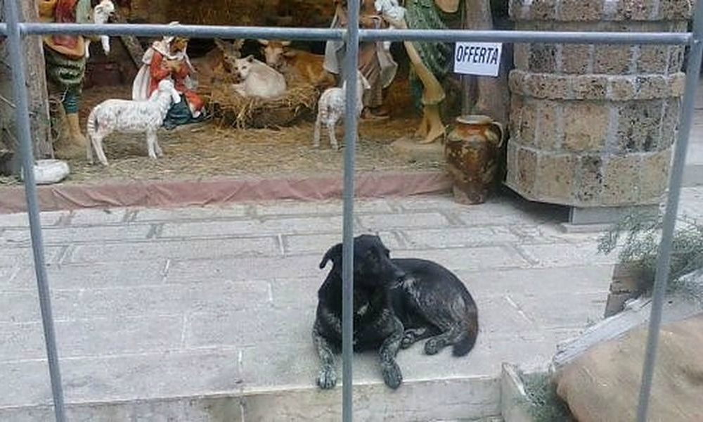 Strage di animali nel presepe vivente