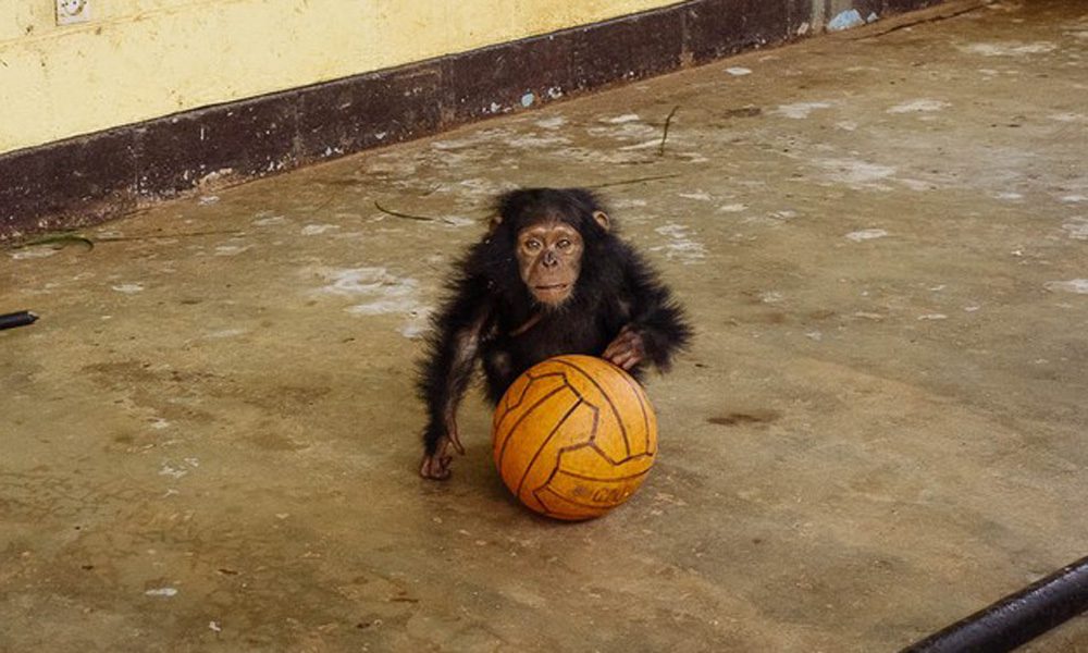 Baby scimmia perde la famiglia: per consolarsi "adotta" una palla [FOTO]