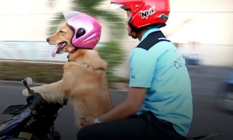 Il cane che guida lo scooter sorprende tutti [VIDEO]