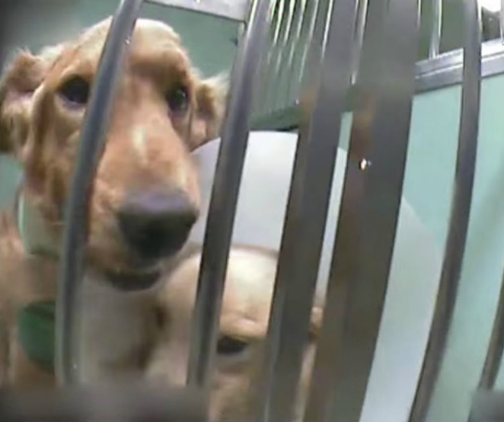 Tutti contro Telethon, accusata di sperimentazione animale [VIDEO]