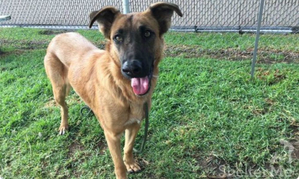 Cane in canile riconosce i proprietari e scodinzola, ma non sono là per lei