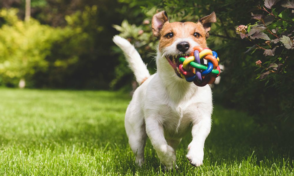 Come insegnare al cane a giocare correttamente