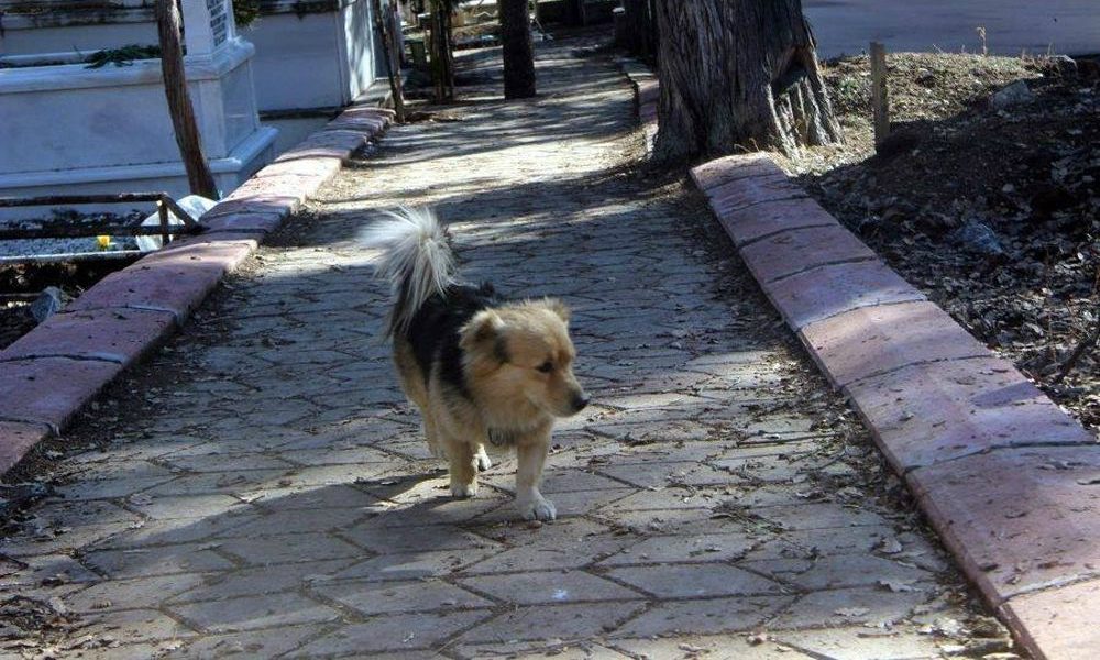 Cane non si rassegna alla perdita del suo umano e si reca ogni giorno sulla sua tomba