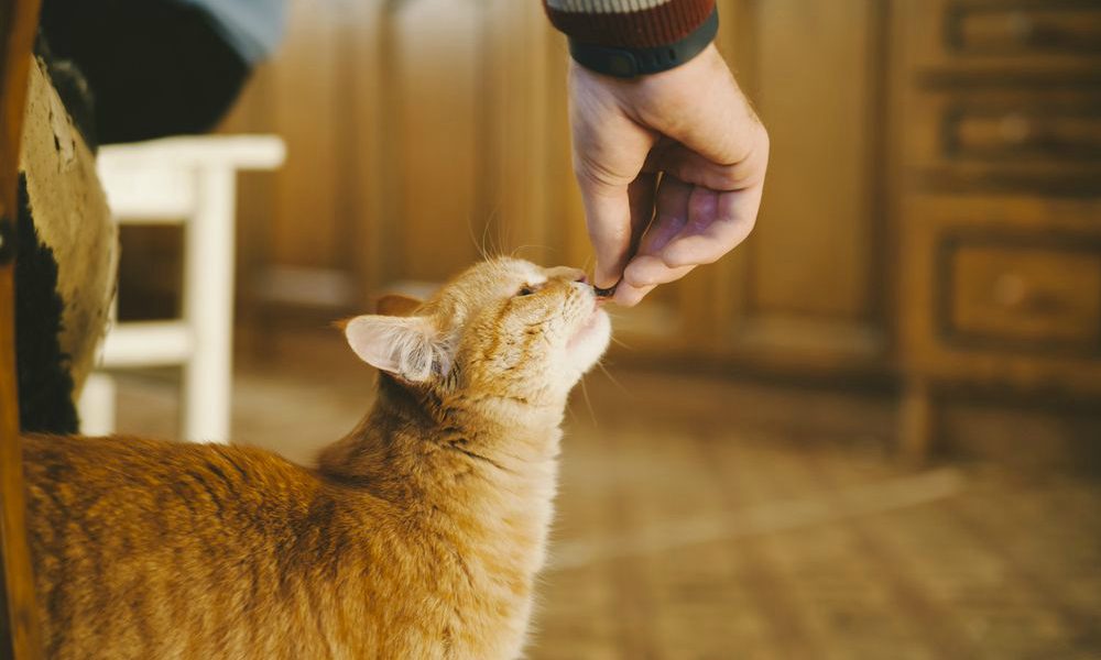 Per il terzo anno consecutivo consegnato 1 milione di pasti a ENPA, grazie al food raising di Friskies