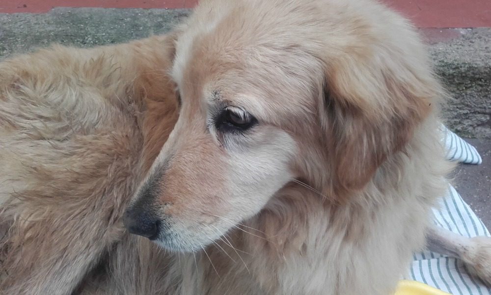 "Frittella è tornata": il cane violentato e rapito ora è al sicuro