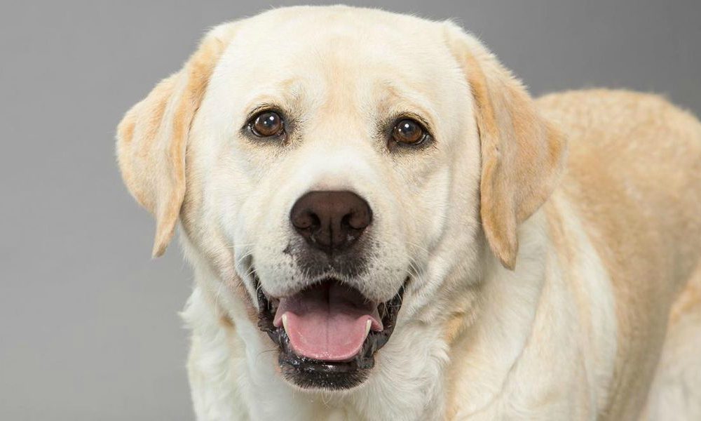 Labrador resta incastrato e rischia la vita, miracolosamente salvato dai Vigili del Fuoco