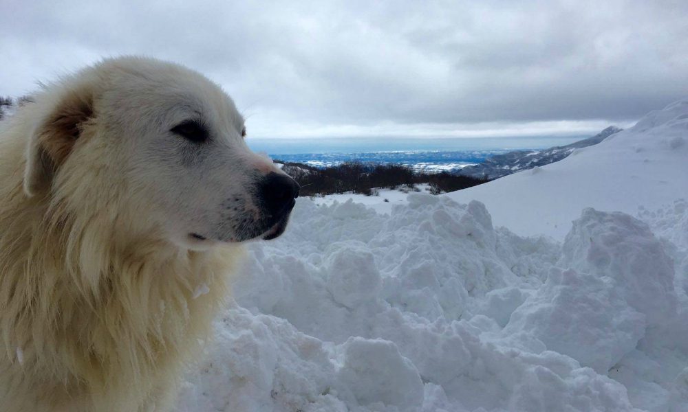 Hotel Rigopiano: addio a Neve, ritrovata senza vita accanto al suo proprietario