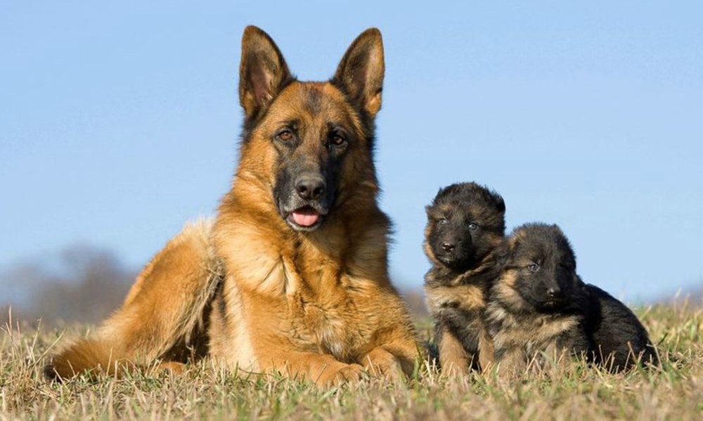 Un papà-cane molto premuroso [VIDEO]