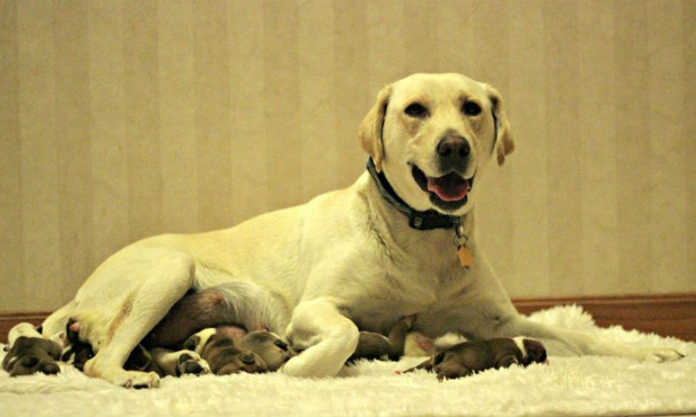 Mamma Labrador adotta sette cuccioli di bulldog dopo aver perso i suoi piccoli [VIDEO]