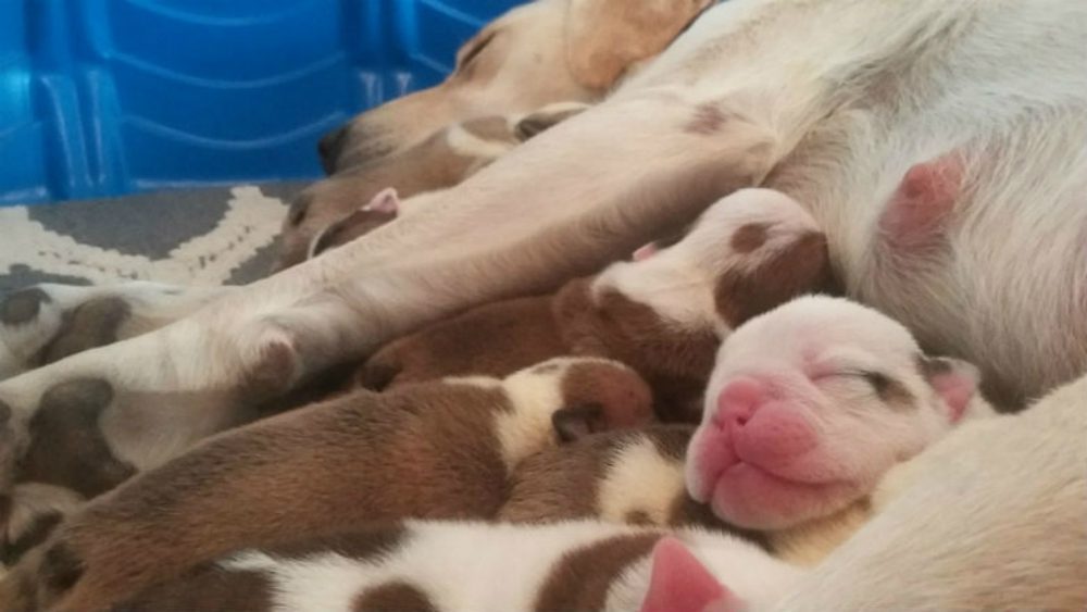 Mamma Labrador adotta sette cuccioli di bulldog dopo aver perso i suoi piccoli [VIDEO] 