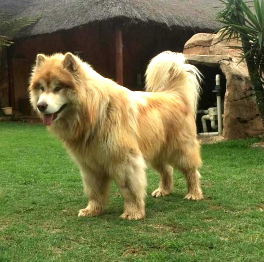 Tydus: un cane o un leone?