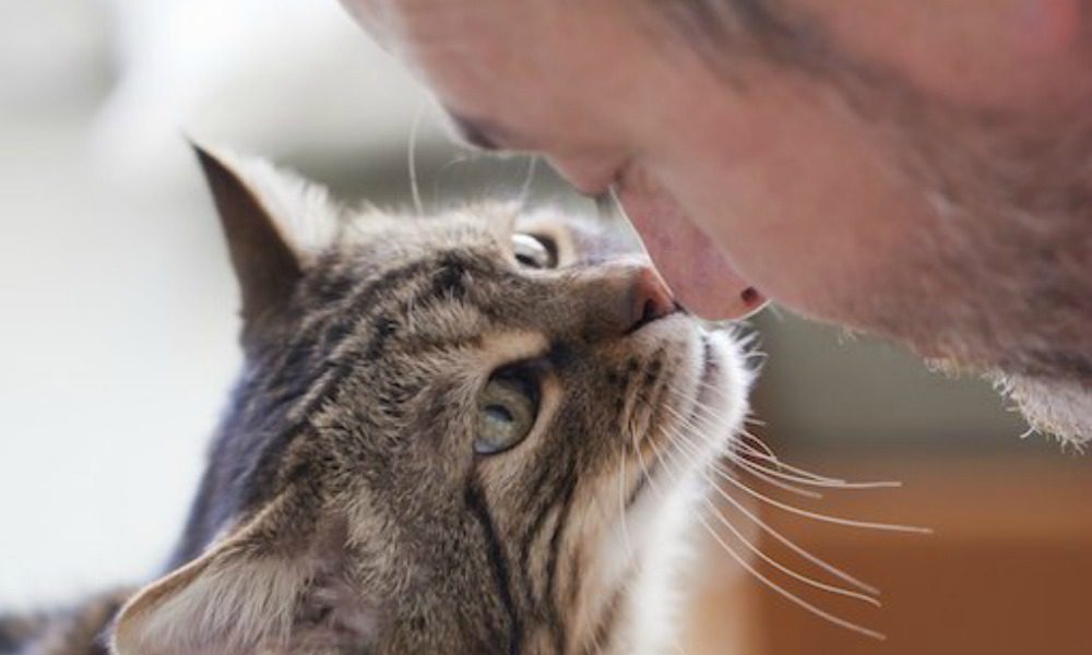 Animali domestici: 10 motivi per essere grati a cani, gatti e...