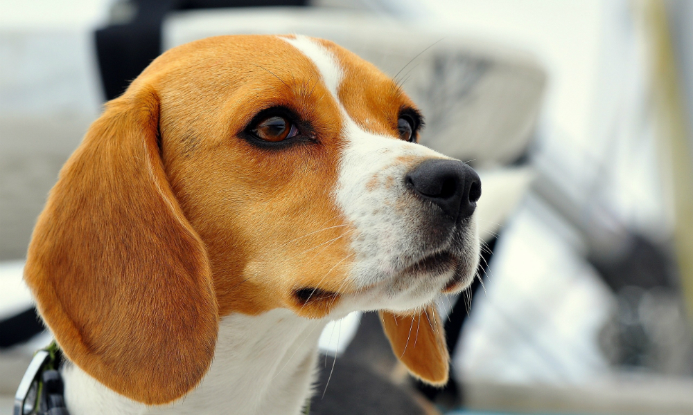 Ha un malore e rischia di morire, il cane le porta il cellulare e le salva la vita