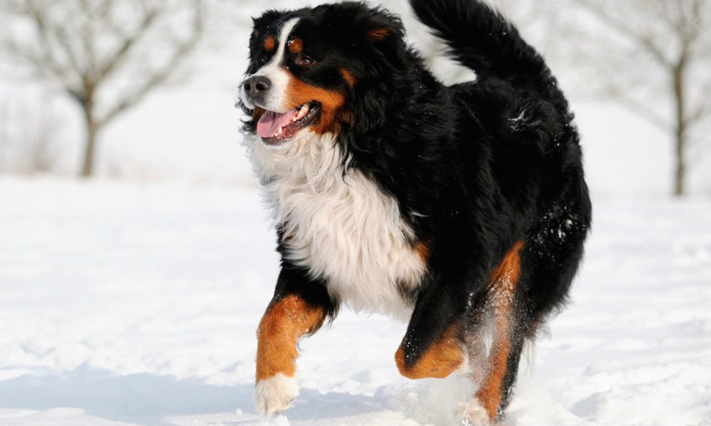 “L’esperto risponde”: Come proteggere le zampe del cane dalla neve e dal gelo