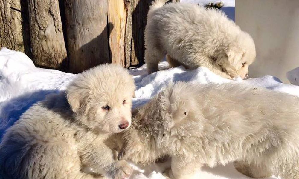 Hotel Rigopiano, trovati vivi i tre cuccioli figli di Nuvola e Lupo [VIDEO]