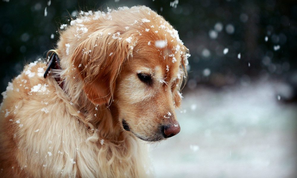 Allarme gelo: situazione drammatica per 40.000 cani randagi