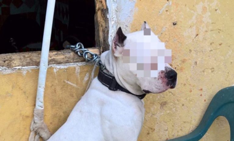 Cane “penzola” dalla finestra: attaccato alla catena rischia di rimanere impiccato