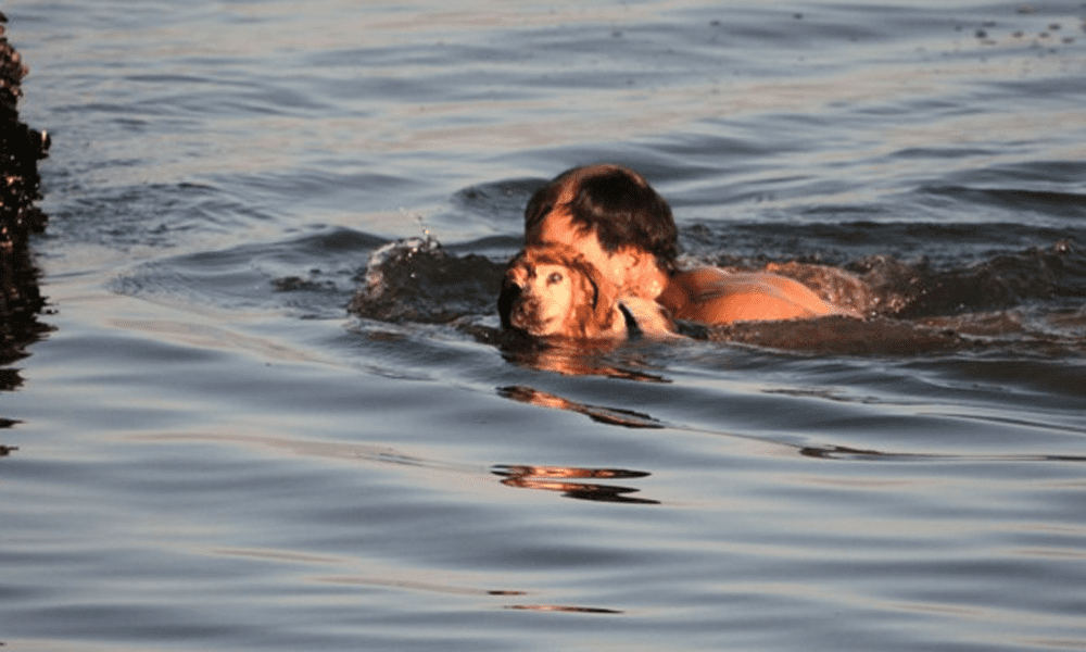 Il cane cade nel mare ghiacciato: uno sconosciuto si tuffa e lo salva