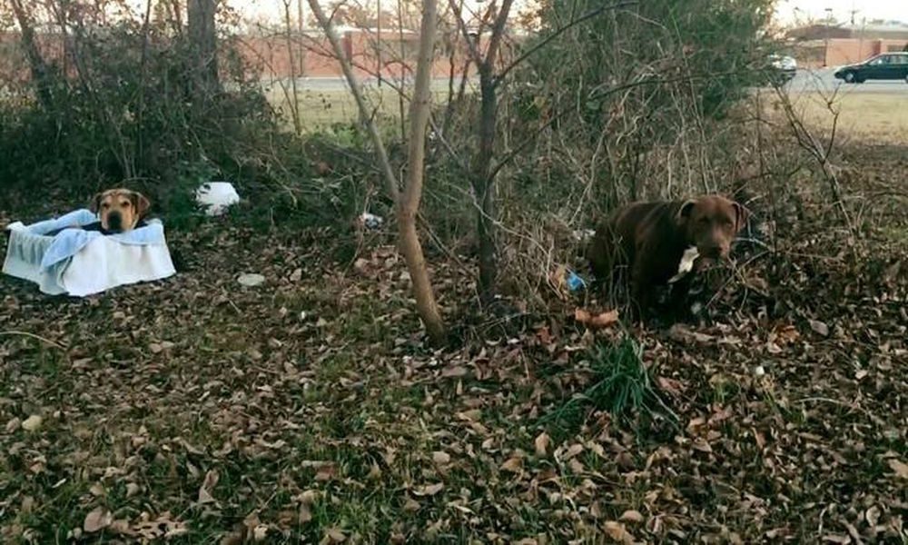 Cane assiste la sua compagna ferita, resistendo al gelo e alle intemperie