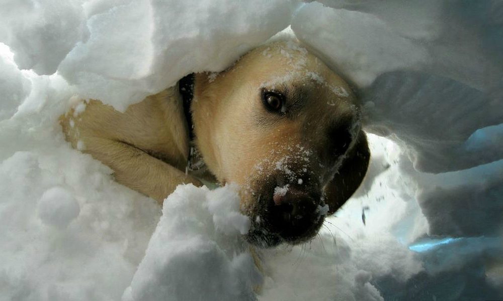 Dedicare una via o un parco ai cani eroi di Rigopiano: la proposta dell’AIDAA per gli eroi a quattro zampe