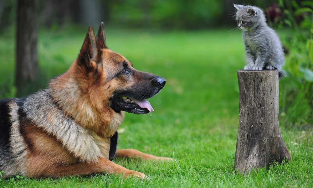È possibile nominare come erede nel testamento il proprio cane o gatto?