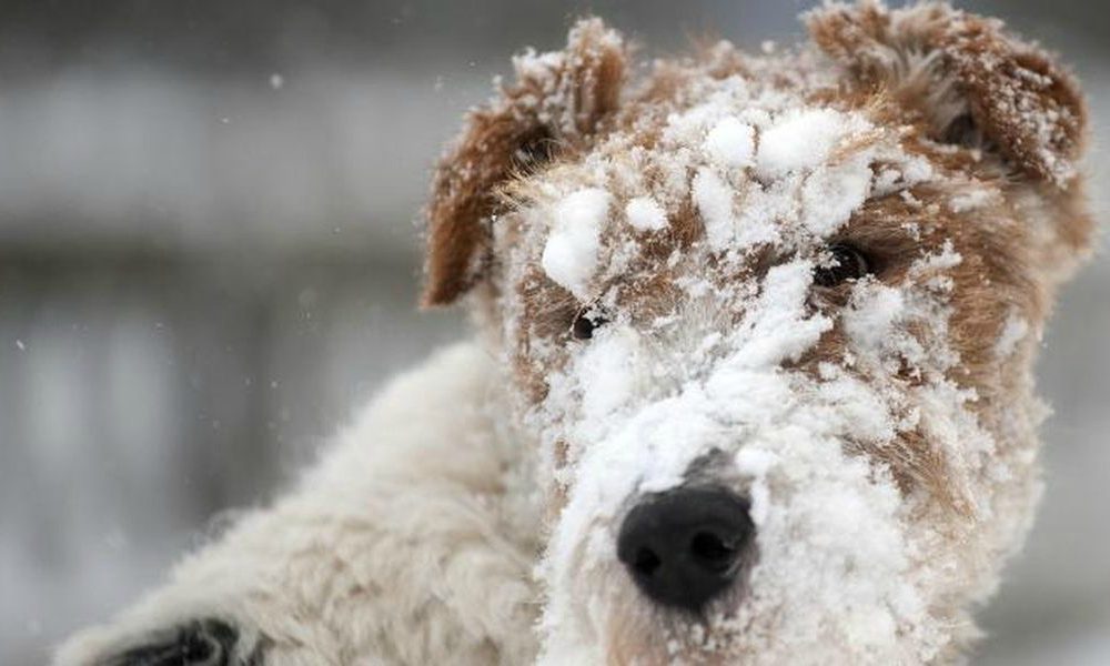 Emergenza freddo: due milioni di cani e gatti a rischio assideramento